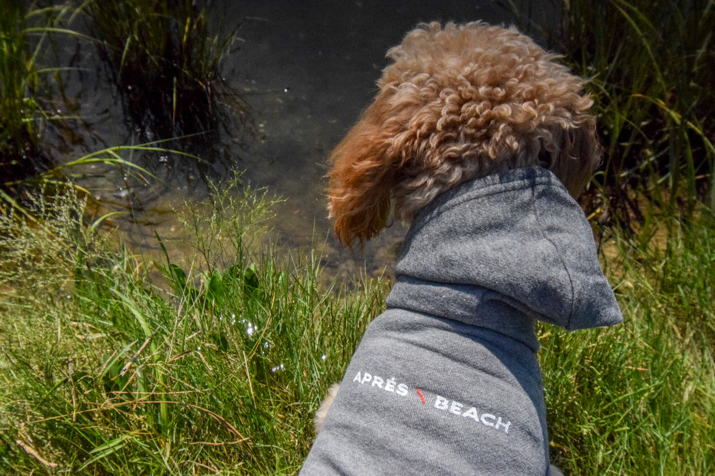 Signature Doggie Sweatshirt