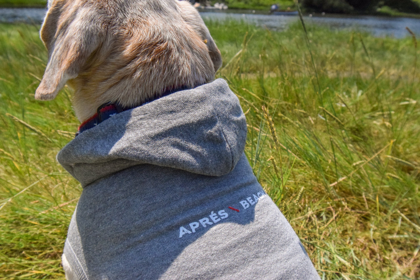 Signature Doggie Sweatshirt